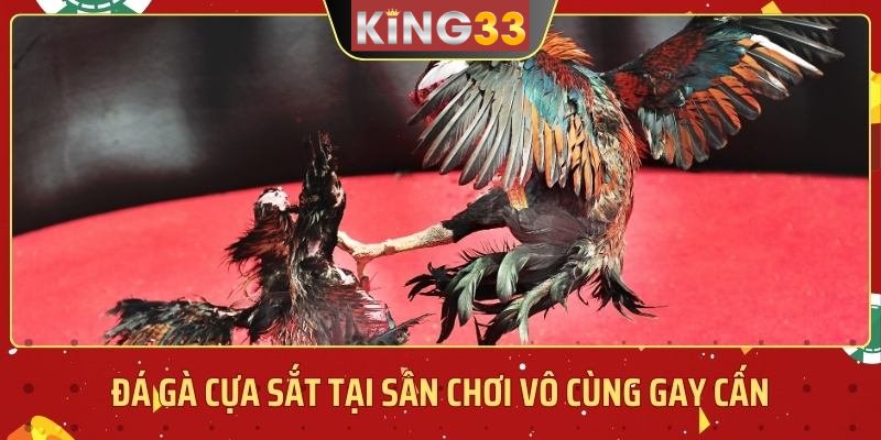 Thế nào là đá gà King33?